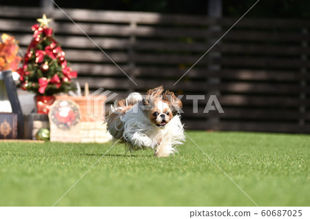 Shih tzu Shih tzu 60687025