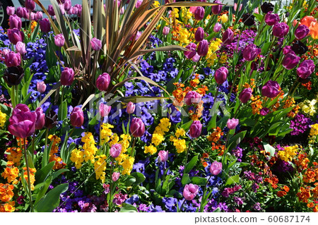 Spring coming 60687174