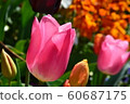 Tulip 60687175