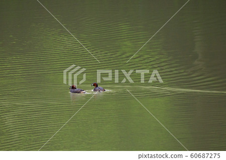 170421 Crested Grebe 06 170421 Crested Grebe 06 60687275