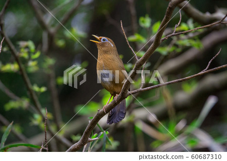 170421 Gabicho 17 170421 Gabicho 17 60687310