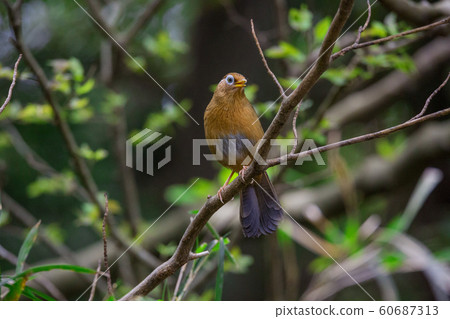 170421 Gabicho 20 170421 Gabicho 20 60687313