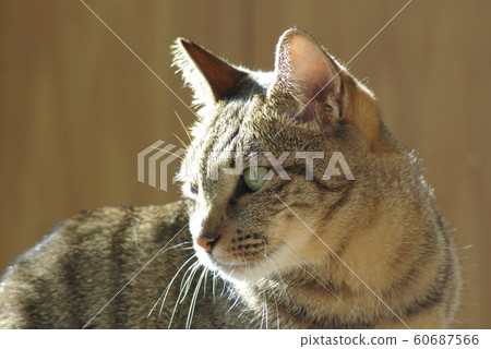 野雞貓的上半身（側面） 60687566