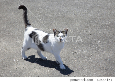 Stray cat on the camera's eyes Stray cat on the camera's eyes 60688165