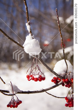 在雪的花揪 60688170