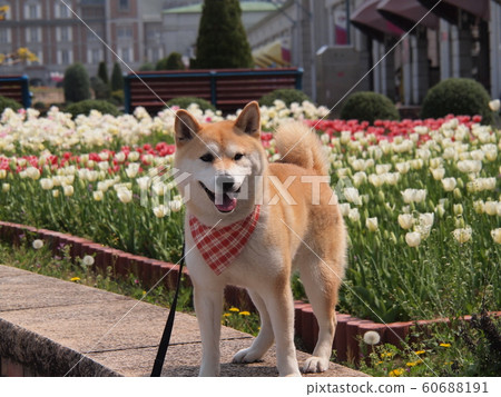 Tulip and Shiba Inu Tulip and Shiba Inu 60688191