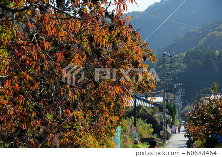 Yanagisaka Sone row of trees 60688464