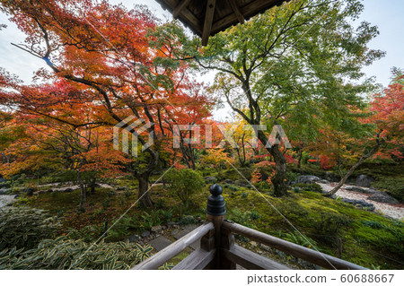 秋天的樹葉 秋天的樹葉 60688667