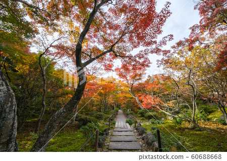 秋天的樹葉 60688668