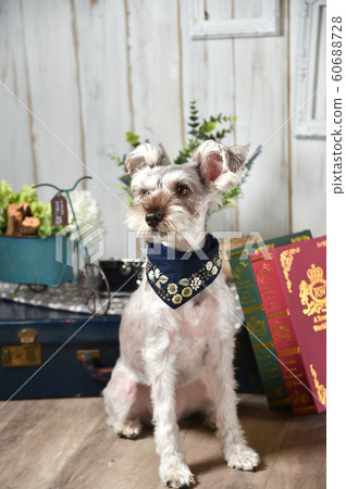Miniature Schnauzer Miniature Schnauzer 60688728