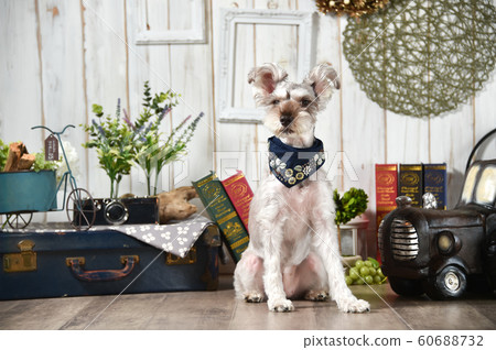  迷你雪納瑞犬 60688732