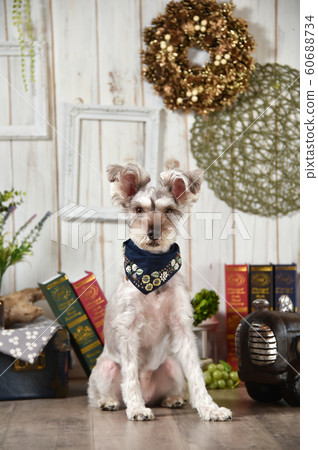  迷你雪納瑞犬 60688734