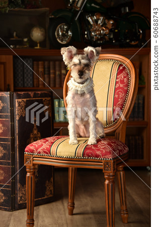  Miniature Schnauzer 60688743