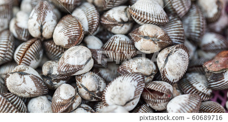 Fresh raw clams background Fresh raw clams background 60689716