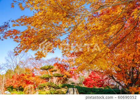 Autumn leaves of Sakurayama Park [Fujioka City, Gunma Prefecture] 60690352