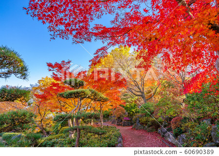 Autumn leaves of Sakurayama Park [Fujioka City, Gunma Prefecture] 60690389