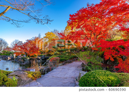 Autumn leaves of Sakurayama Park [Fujioka City, Gunma Prefecture] 60690390