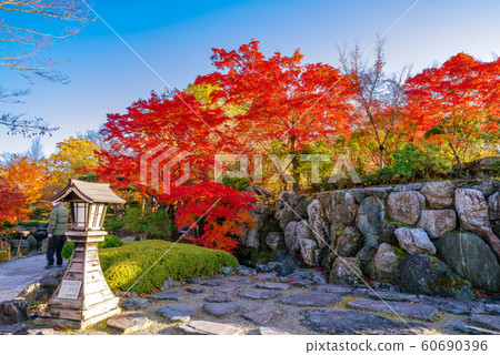 Autumn leaves of Sakurayama Park [Fujioka City, Gunma Prefecture] 60690396