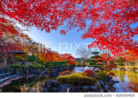 Autumn leaves of Sakurayama Park [Fujioka City, Gunma Prefecture] 60690409