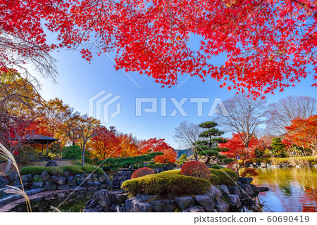 Autumn leaves of Sakurayama Park [Fujioka City, Gunma Prefecture] 60690419