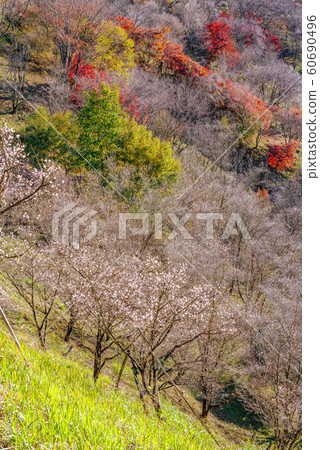 櫻山公園，冬季櫻花和秋葉 60690496