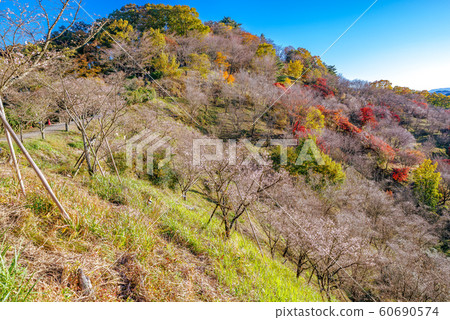 Sakurayama Park, winter cherry blossoms and autumn leaves 60690574