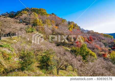 Sakurayama Park, winter cherry blossoms and autumn leaves 60690576