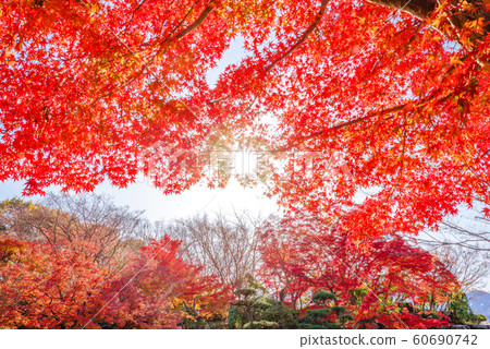 Autumn leaves of Sakurayama Park [Fujioka City, Gunma Prefecture] 60690742