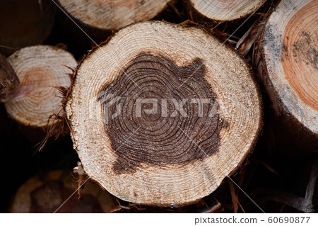 年輪變薄 年輪變薄 60690877