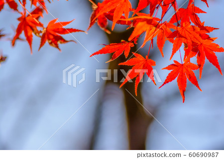 日式圖像“秋葉” 日式圖像“秋葉” 60690987