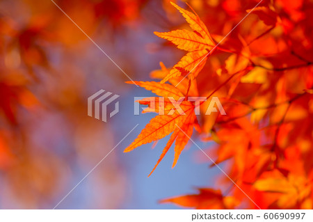 Japanese style image "autumn leaves" 60690997