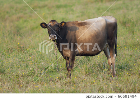 brown cow eating grass in field agriculture farm bovine brown cow eating grass in field agriculture farm bovine 60691494