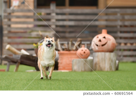 Shiba Inu Shiba Inu 60691564