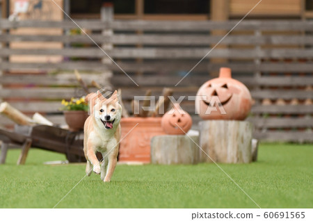 Shiba Inu Shiba Inu 60691565