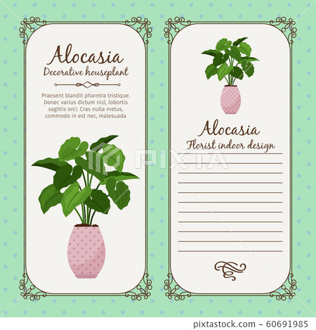 Vintage label with alocasia plant 60691985