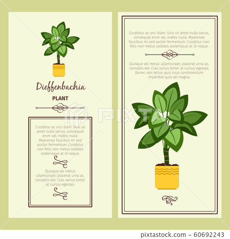 Greeting card with dieffenbachia plant 60692243