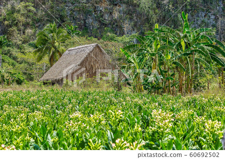 The Vinales valley in Cuba is a major tobacco growing area The Vinales valley in Cuba is a major tobacco growing area 60692502