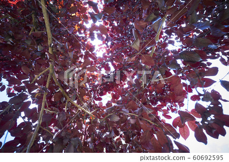 The beautiful red tree at Bright, Australia 60692595