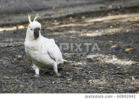 White cockatoo 60692642
