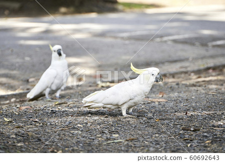 White cockatoo White cockatoo 60692643