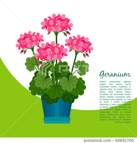 Geranium plant in pot banner 60692700