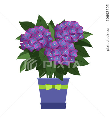 Hydrangea house plant Hydrangea house plant 60692805