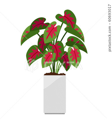 Caladium house plant in flower pot 60693017