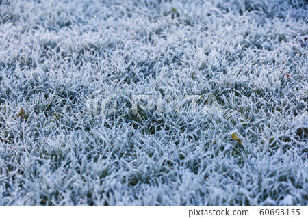 grass with morning frost 60693155