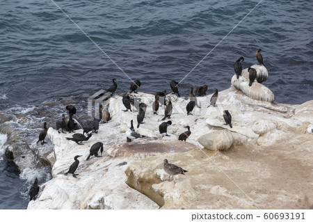 Brandt's Cormorants Brandt's Cormorants 60693191