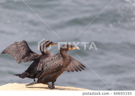 Double-crested Cormorant Double-crested Cormorant 60693193