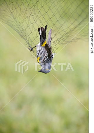 Yellow-rumped Warbler in the net Yellow-rumped Warbler in the net 60693223