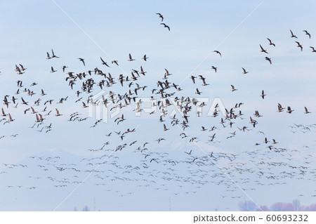 Swarm of Brant Swarm of Brant 60693232