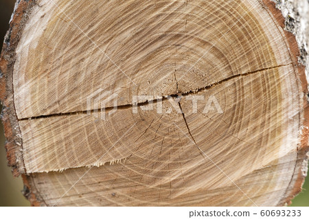 Cross section of tree trunk Cross section of tree trunk 60693233