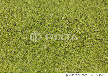 common duckweed 60693506